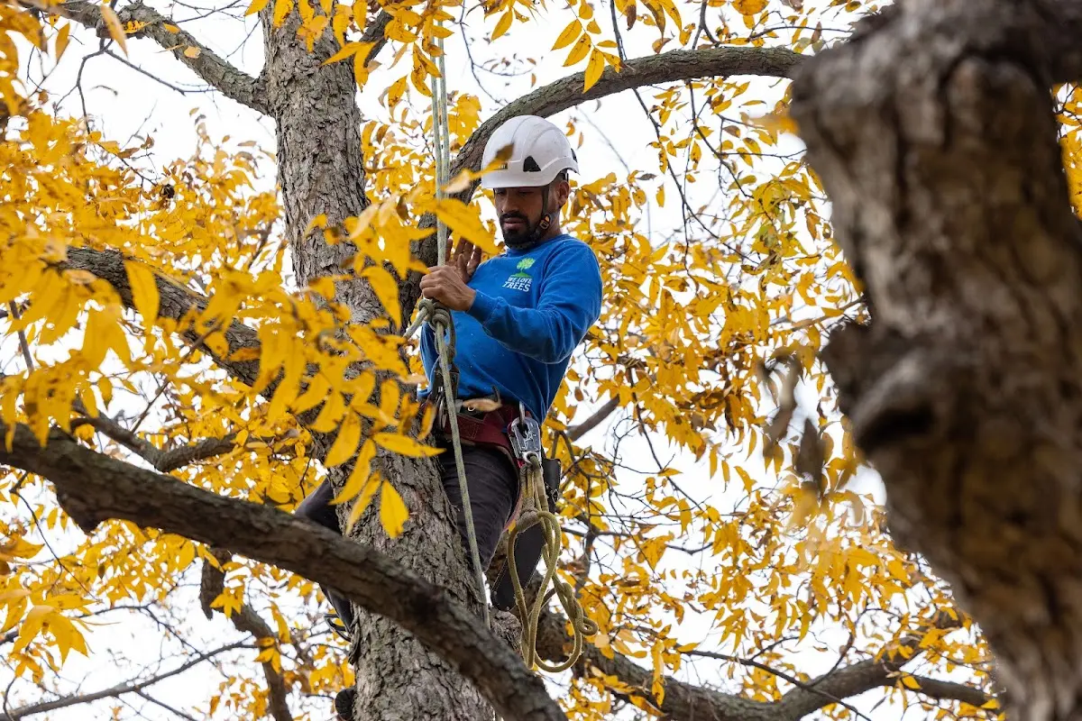 Skilled Emergency Tree Service crew working in West Union